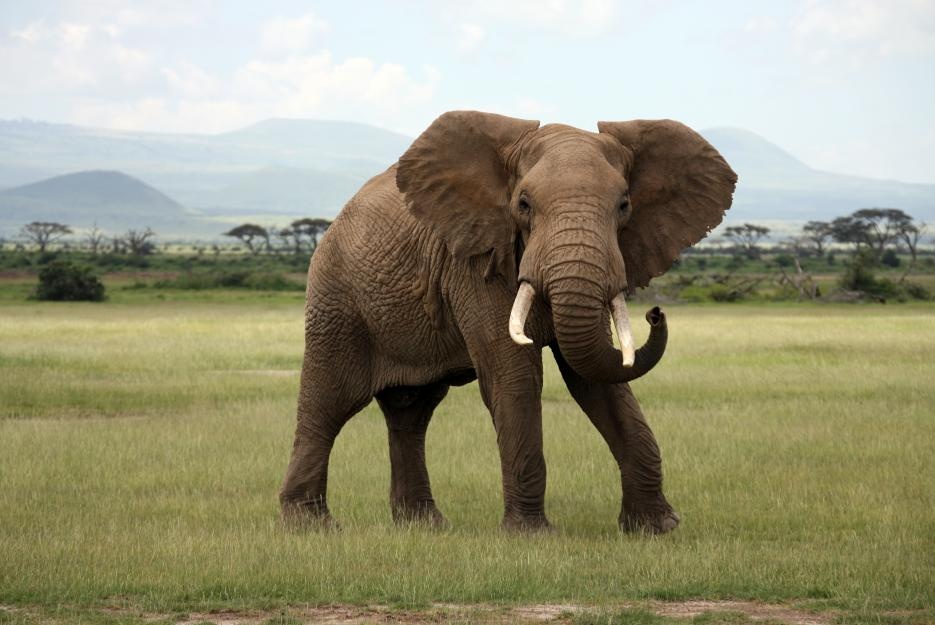 bigstock-african-elephant-amboseli-keny-1642847_935