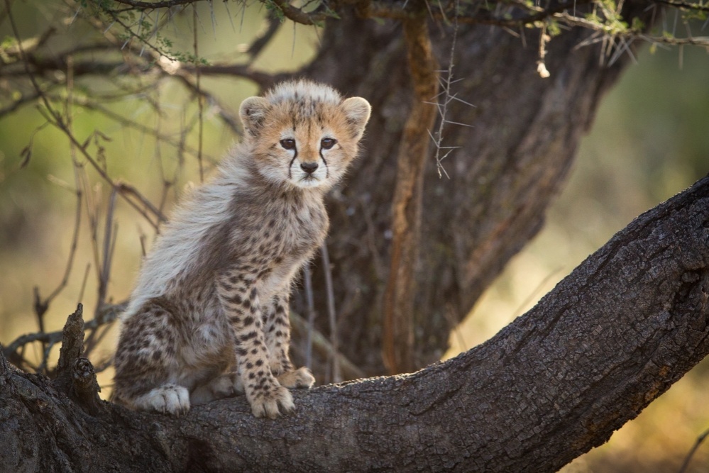 bigstock-cheetah-cub-in-tree-serengeti-117079736_1000