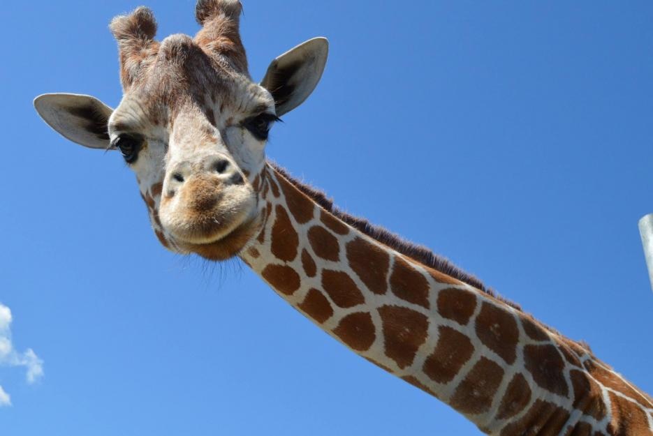 Žirafa s typickým dlouhým krkem na africké safari.