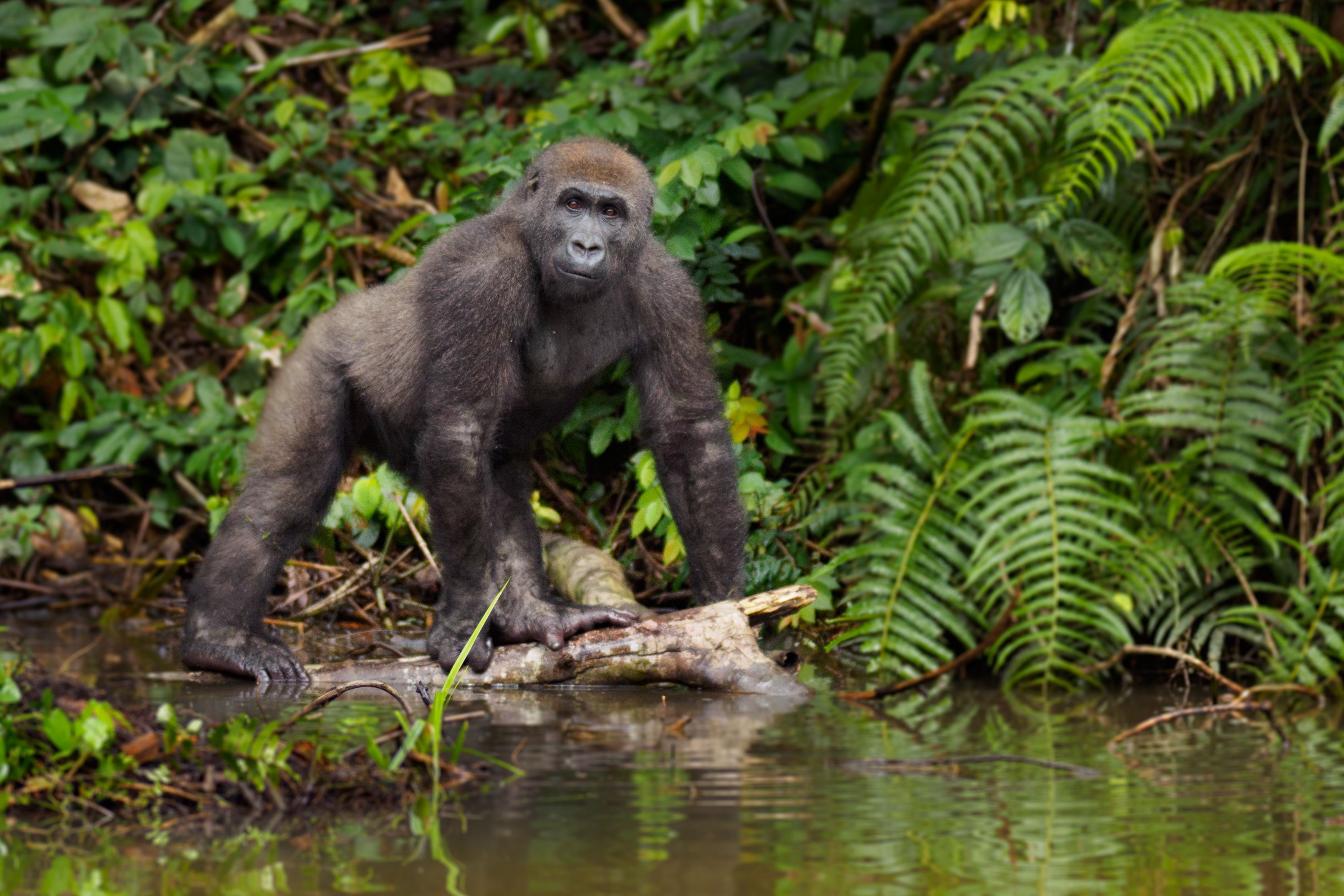 bigstock-gorilla-in-gabon-endangered-ea-250338073_3500