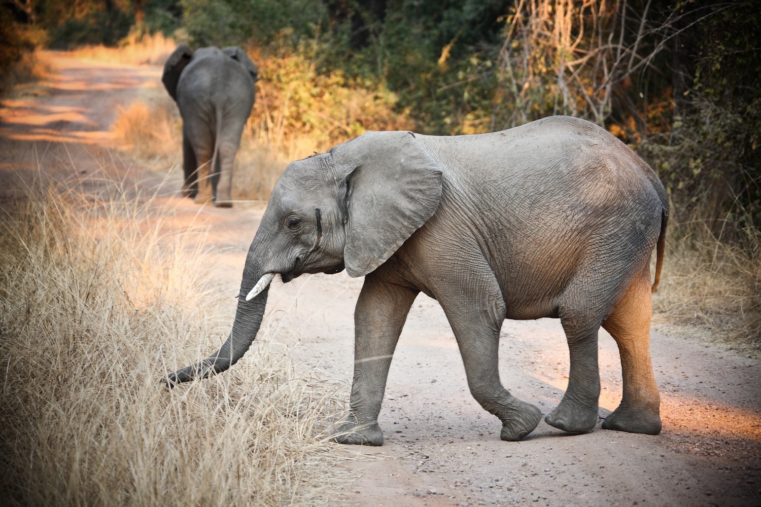 Dva mladí sloni na prašné cestě v NP South Luangwa v Zambii