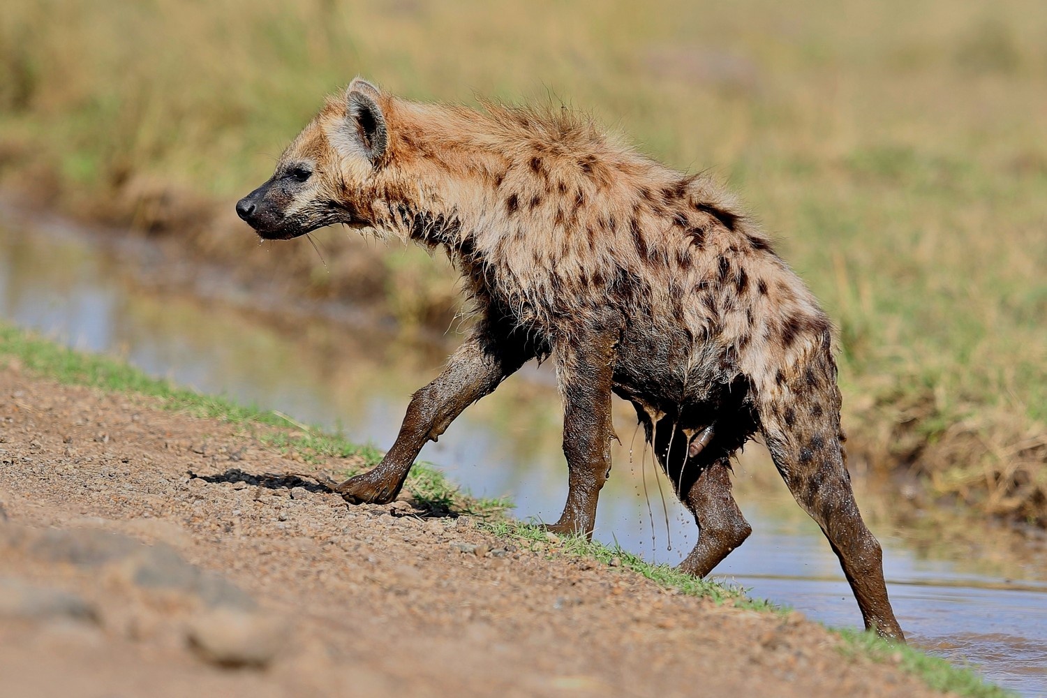 Hyena vylézající z řeky v NP South Luangwa v Zambii