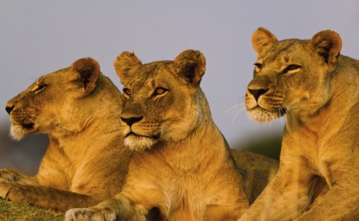 odpovajc_lv_rodina_na_africk_safari_v_serengeti_520
