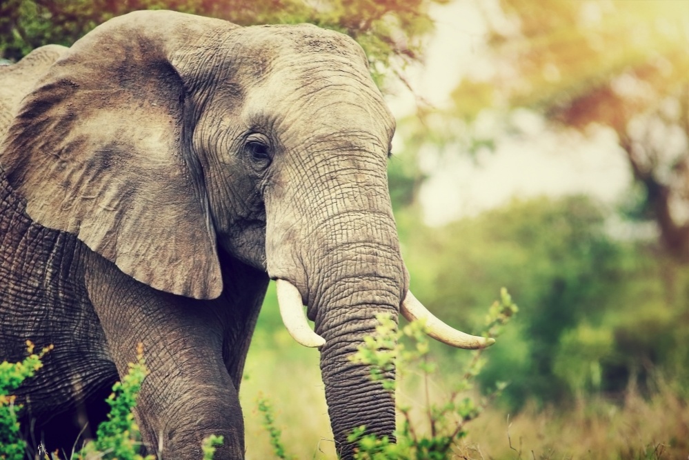 Slon, to je hlavní atrakce safari v Botswaně.