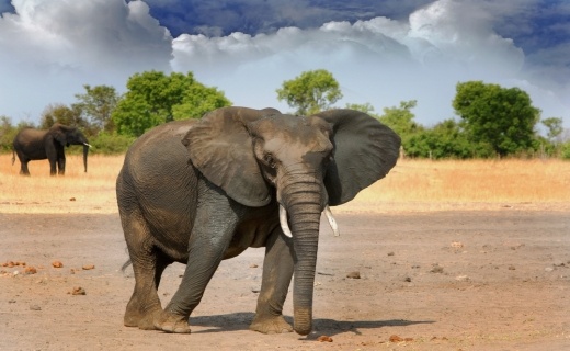 slon_africk_na_safari_520