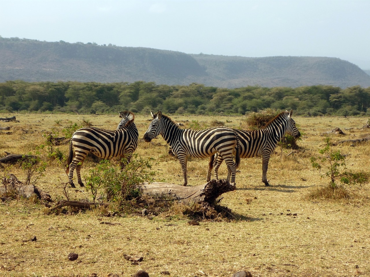 1_-_manyara_1280