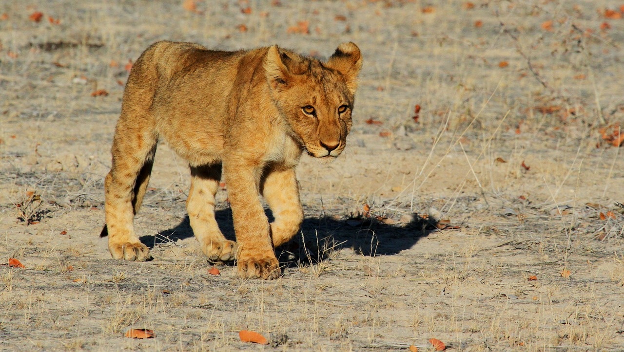 2_-_manyara_1280