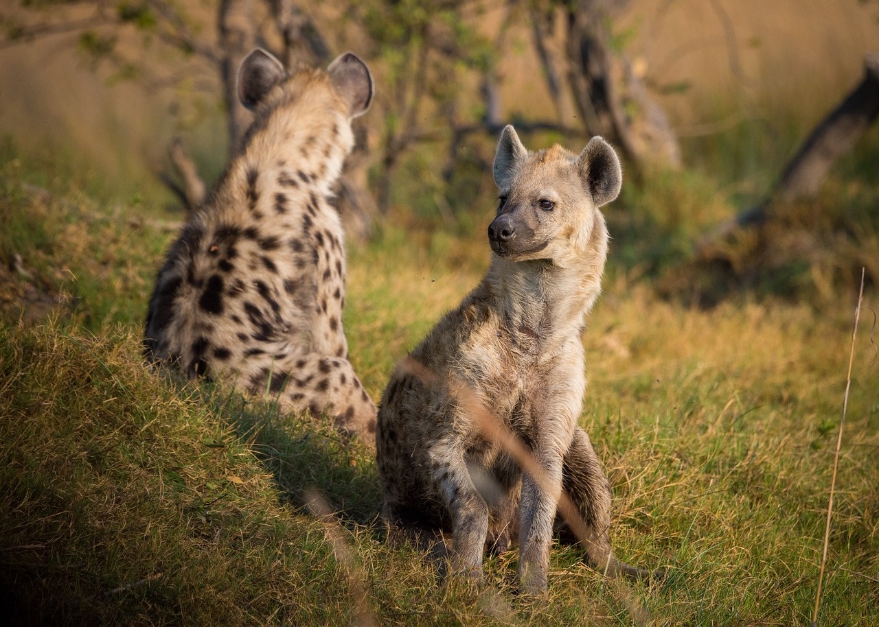3_-_manyara_1280