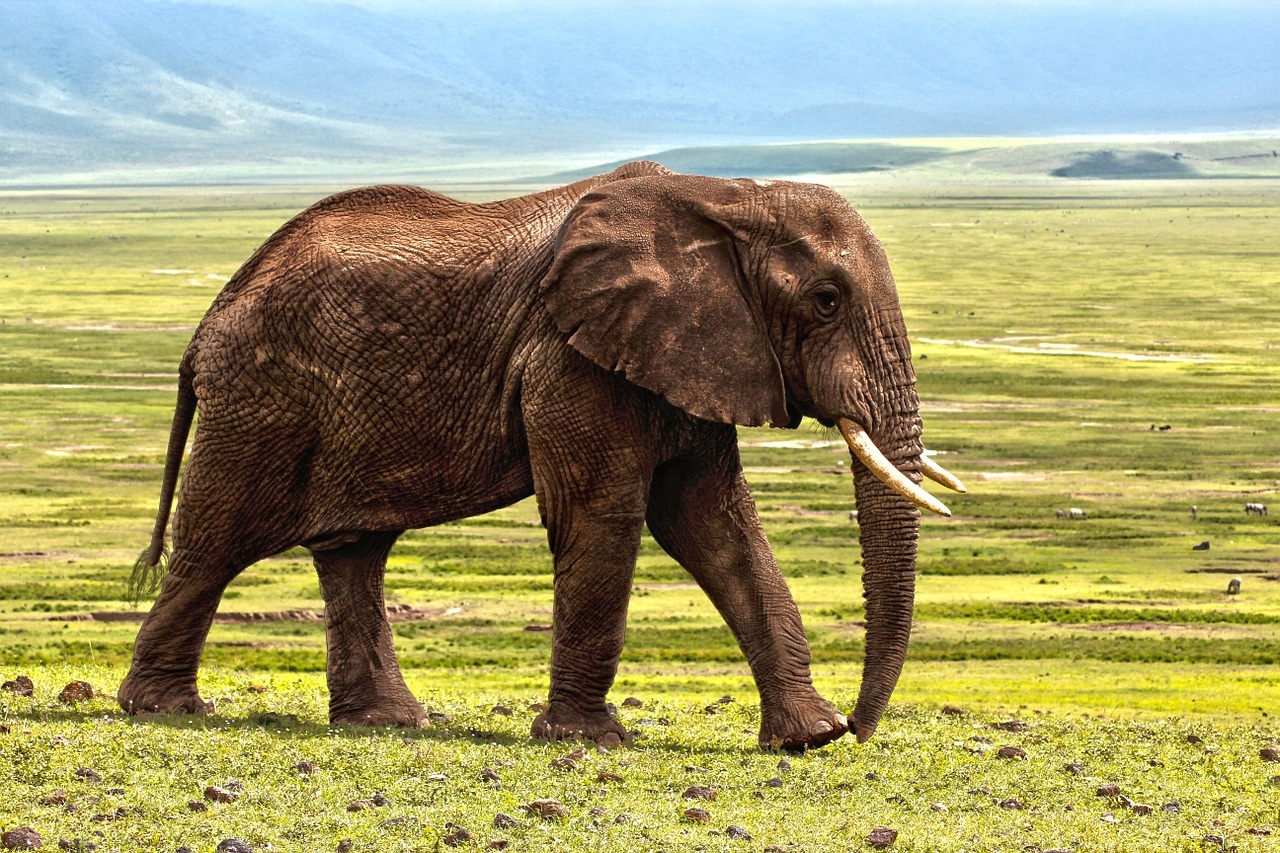 4_-_manyara_1280