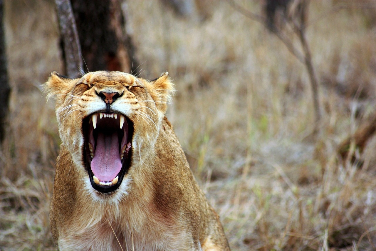 6_-_manyara_1280