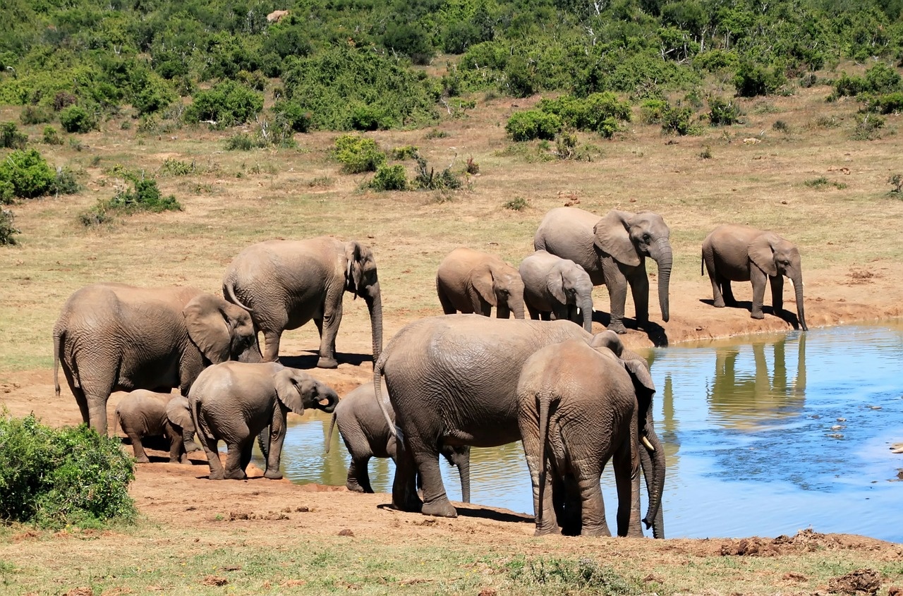8_-_manyara_1280