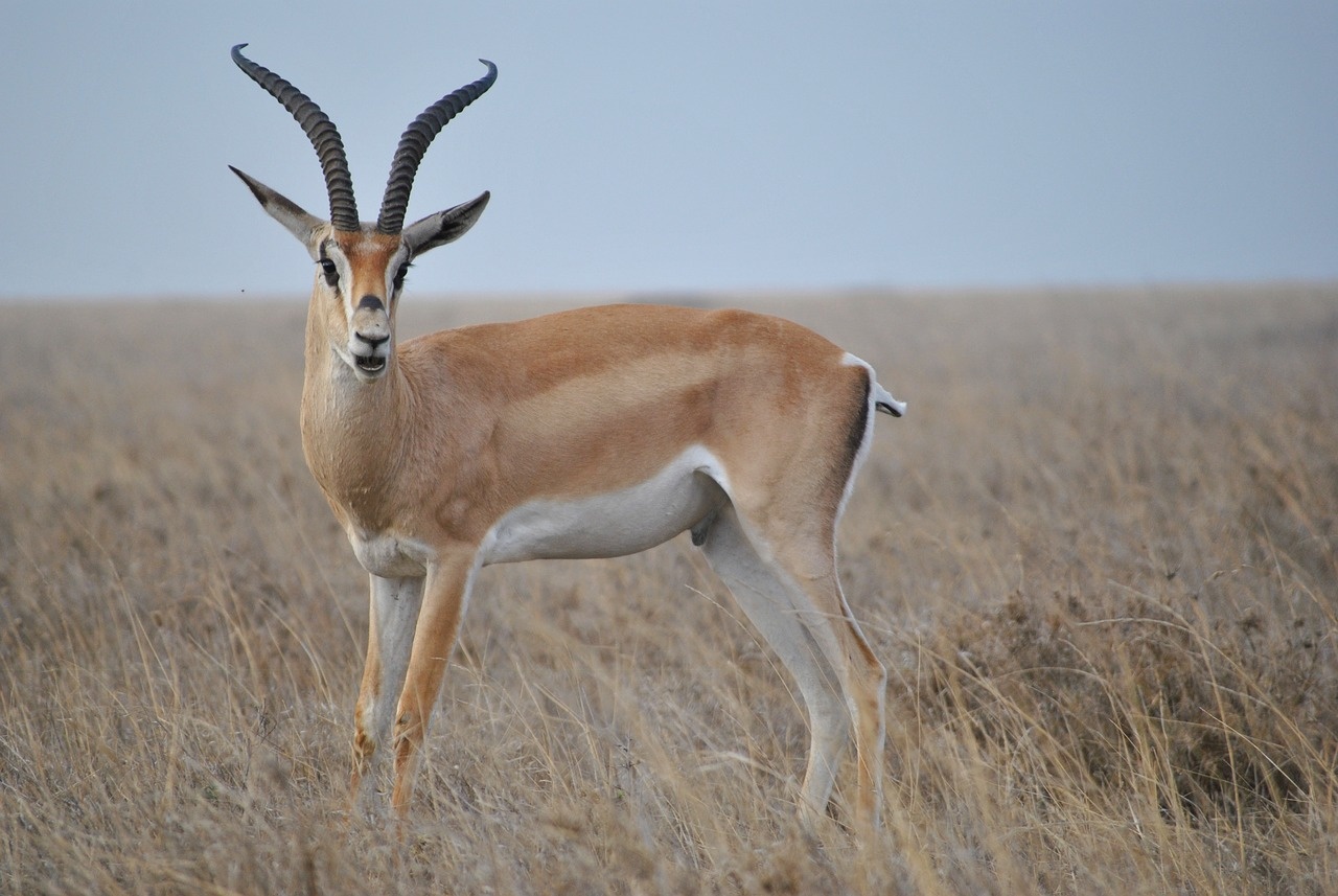 9_-_manyara_1280