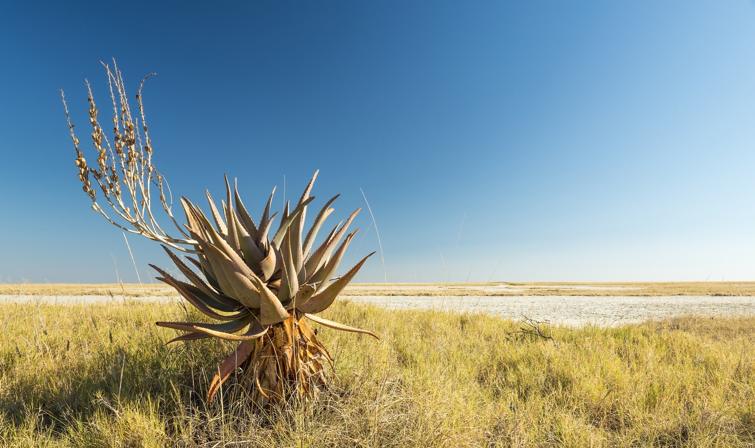 Aloe pravá rostouci v NP Makgadikgadi Pans v Botswaně.