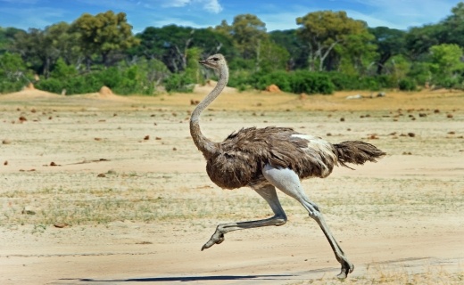 bc_ptro_na_africk_safari_520_01