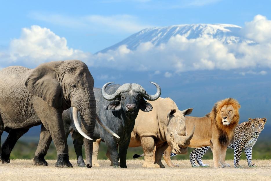 Oblíbená velká pětka - Lev, slon, buvol, nosorožec a gepard.