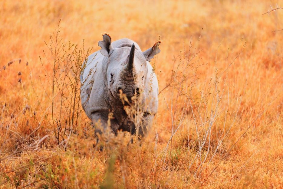 bigstock-black-rhino-in-nakuru-park-101344358_935