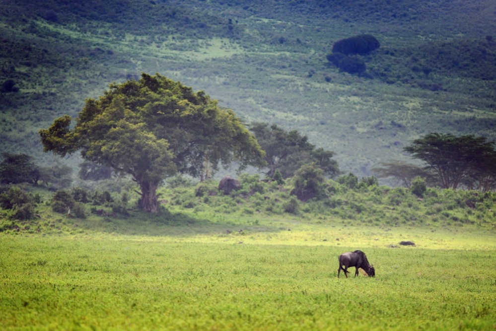 bigstock-blue-wildebeest-gnu-or-connoc-122223776_1000