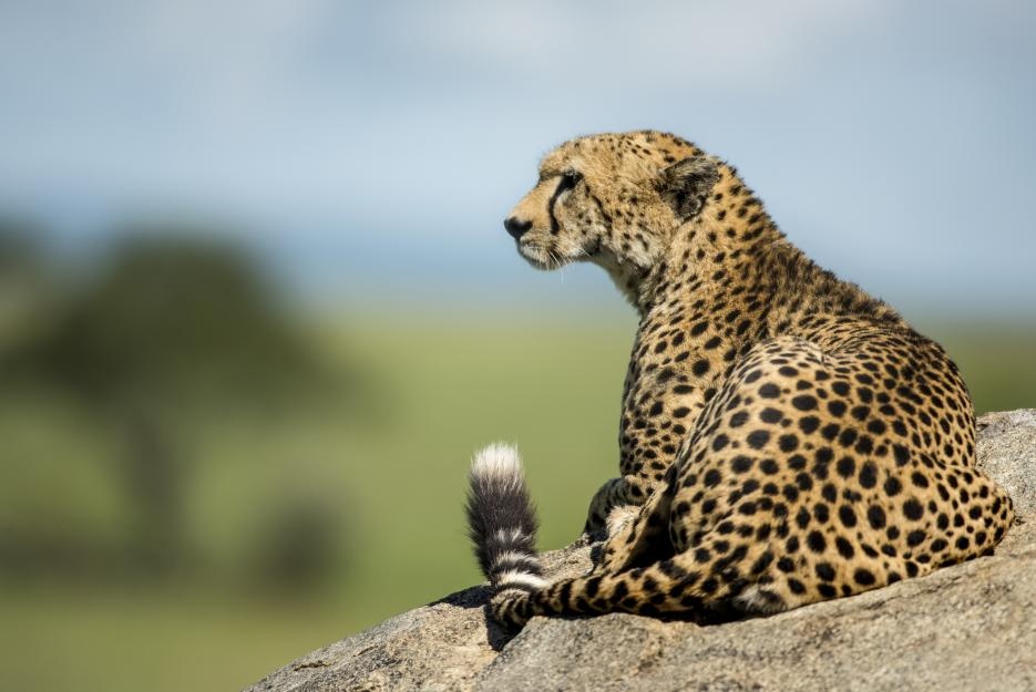 Gepard odpočívající na skále na safari v Tanzanii