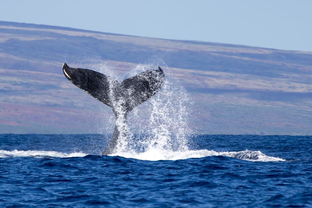 bigstock-close-up-humpback-whale-tail-w-229868488_1000