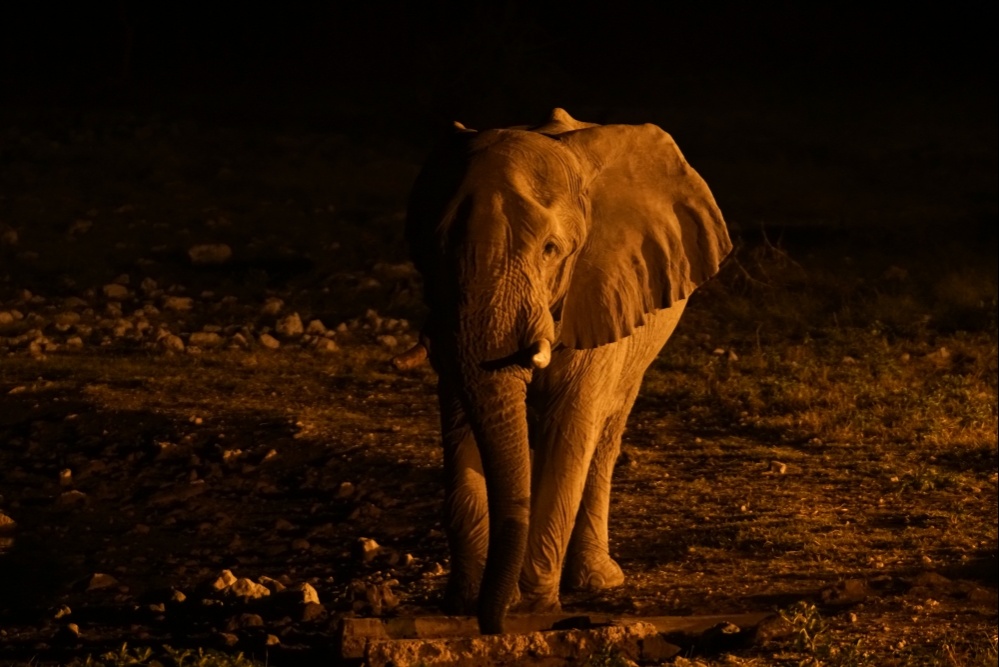 bigstock-elephant-at-waterhole-side-li-249921418_1000