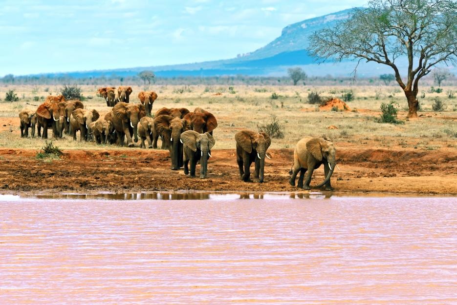 bigstock-elephants-tsavo-east-103249526_935