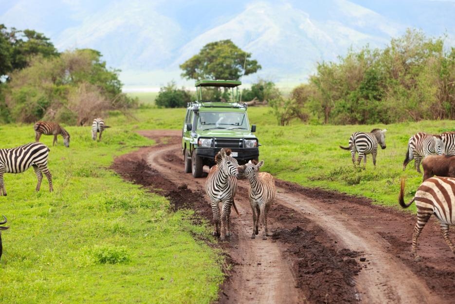 Jízda mezi zebrami na africké safari.