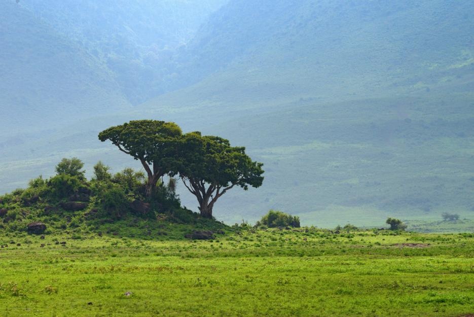 bigstock-inside-ngorongoro-crater-in-ta-89602730_935