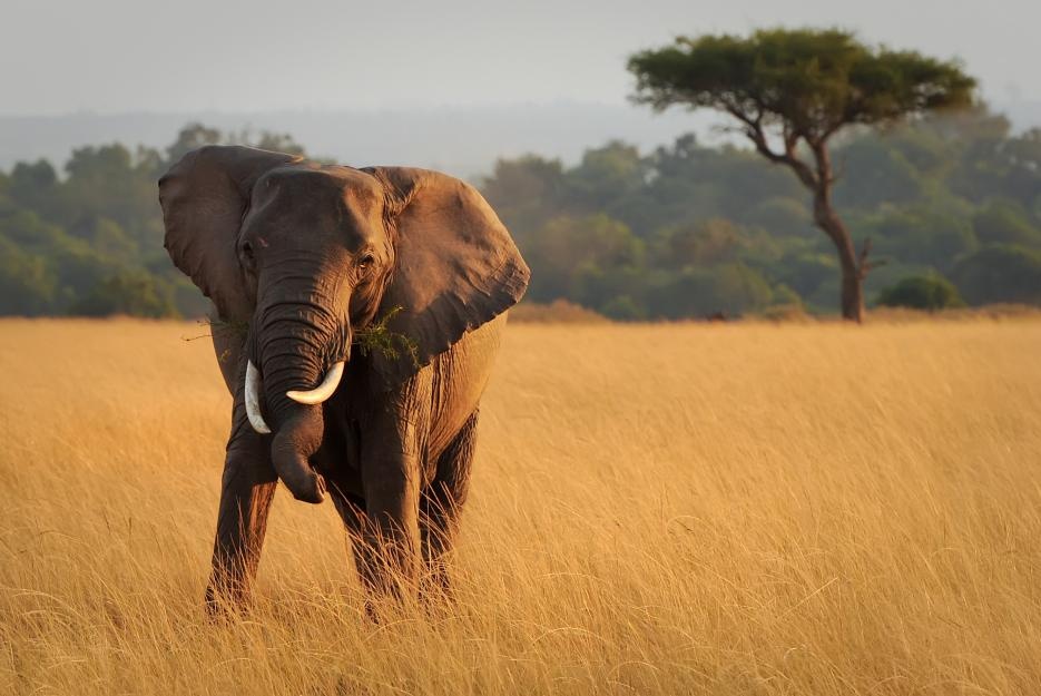 Mládě slona na africké safari v Keni.