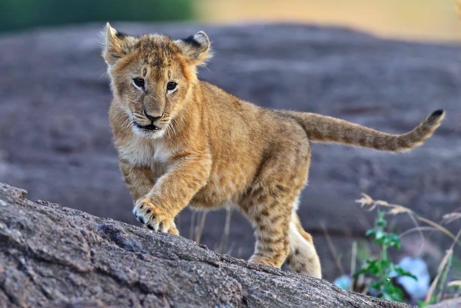 bigstock-lion-masai-mara-102196493_935