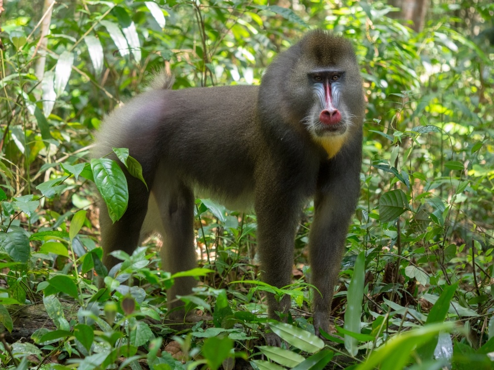 bigstock-mandrill-close-up-portrait-ma-260726080_1000