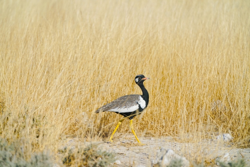 bigstock-northern-black-korhaan-in-gold-247689547_1000