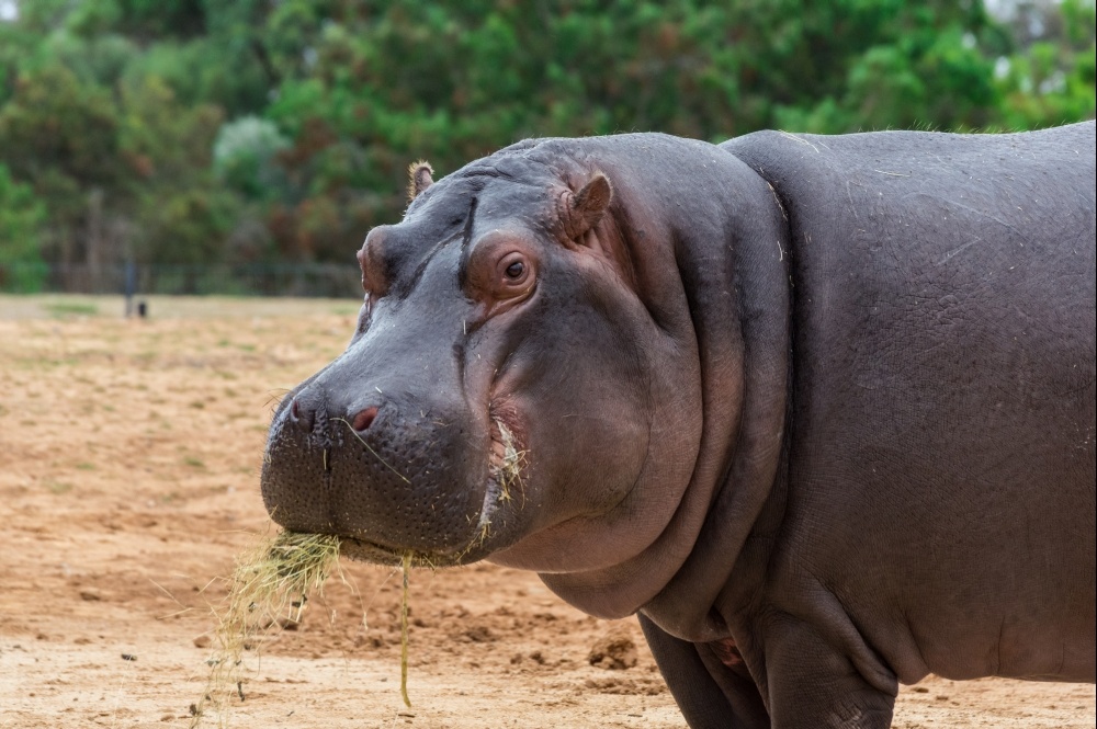 bigstock-the-common-hippopotamus-hippo-253660270_1000