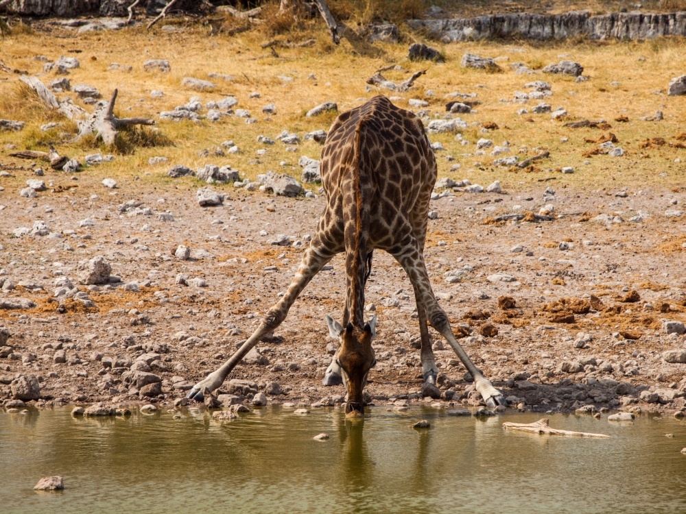 bigstock-thirsty-giraffe-drinking-from--56341154_1000