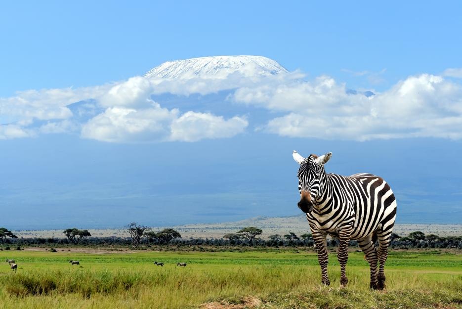 Zebra v keňské safari pod úbočím hory Kilimandžáro.
