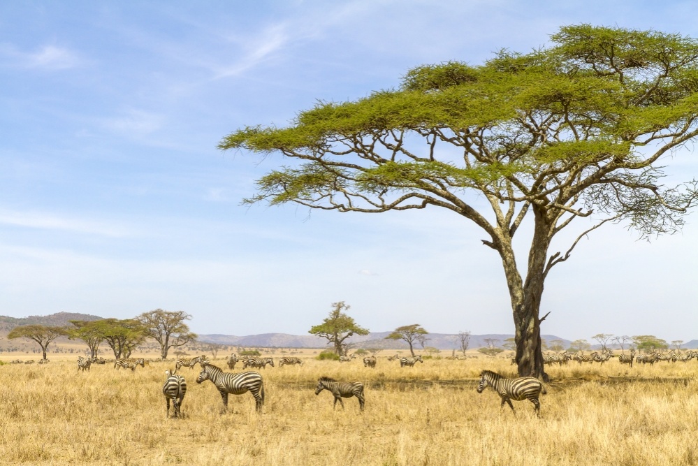 bigstock-zebras-eats-grass-at-the-savan-119785766_1000