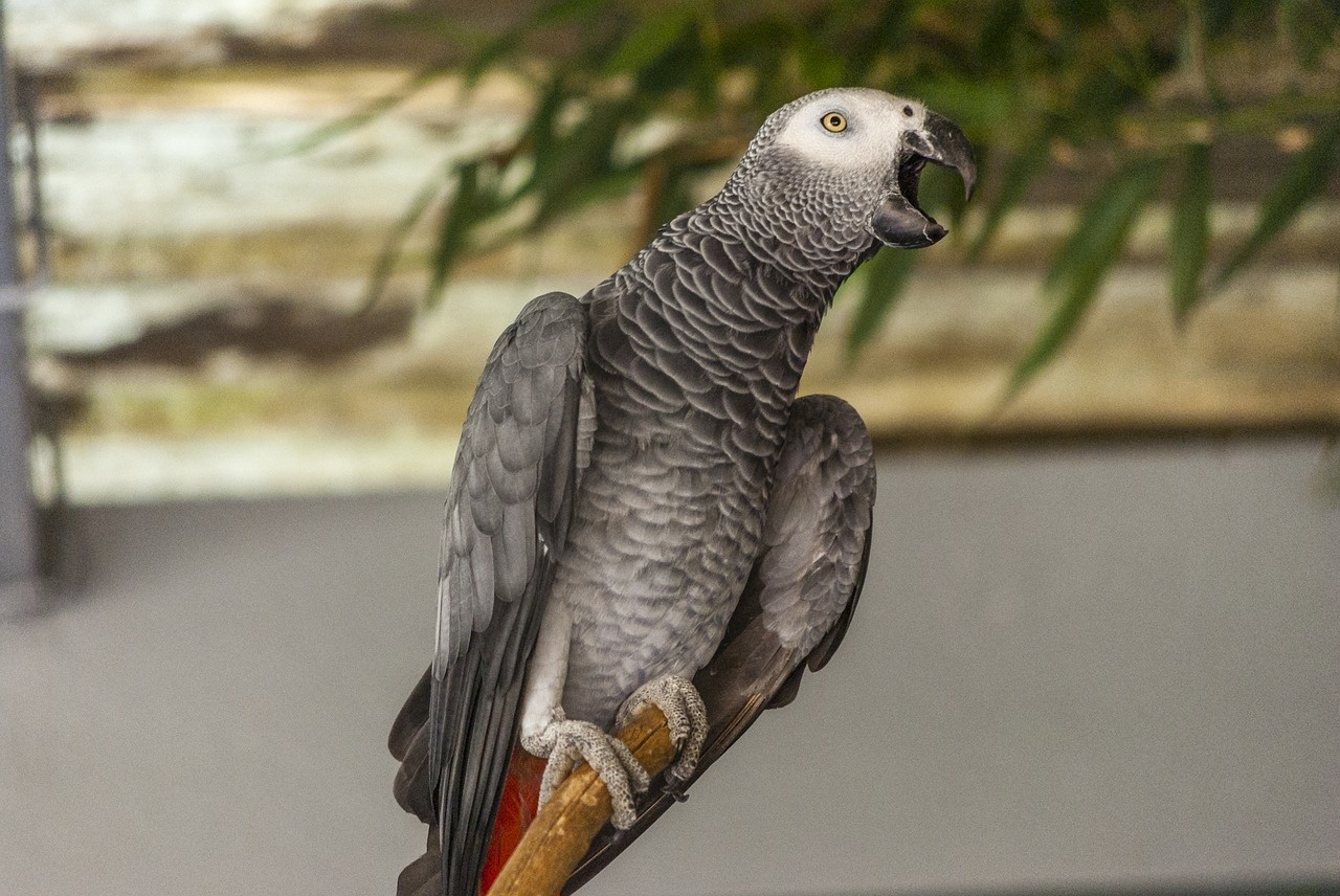 bird-2776251_1280_1280
