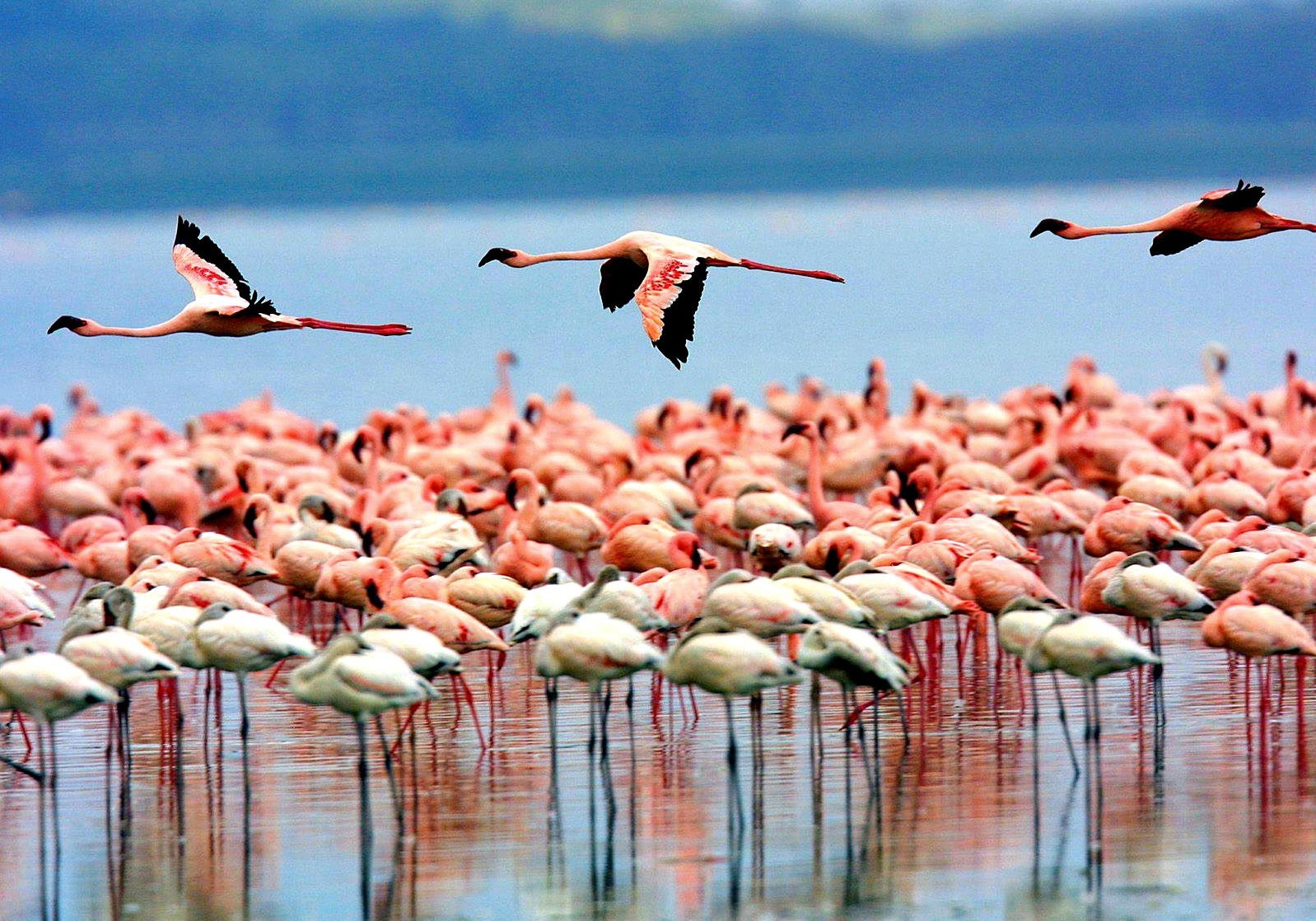 lake-manyara-birds_1598