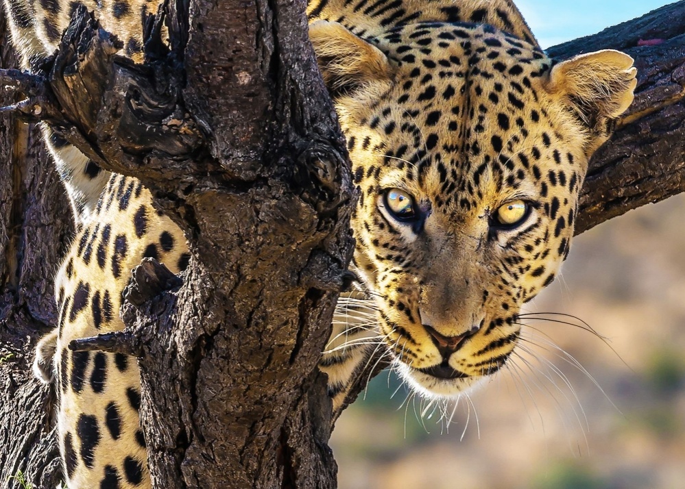 Levhart na stromě v namibijské safari