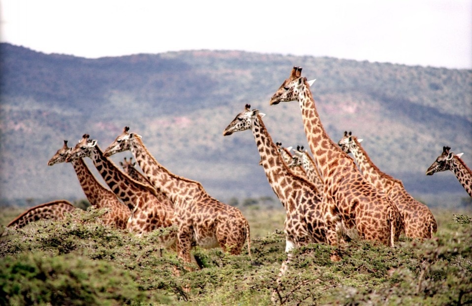 maasai_mara_-_irafy_960