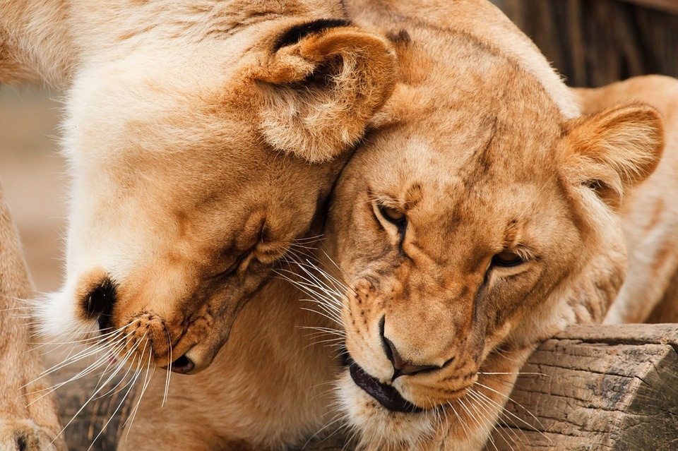 maasai_mara_-_lvata_960