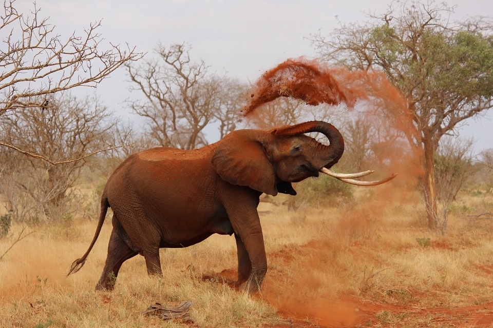 maasai_mara_-_slon_960