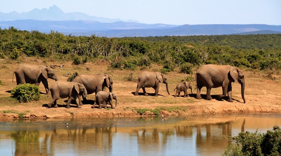 maasai_mara_-_sloni_960