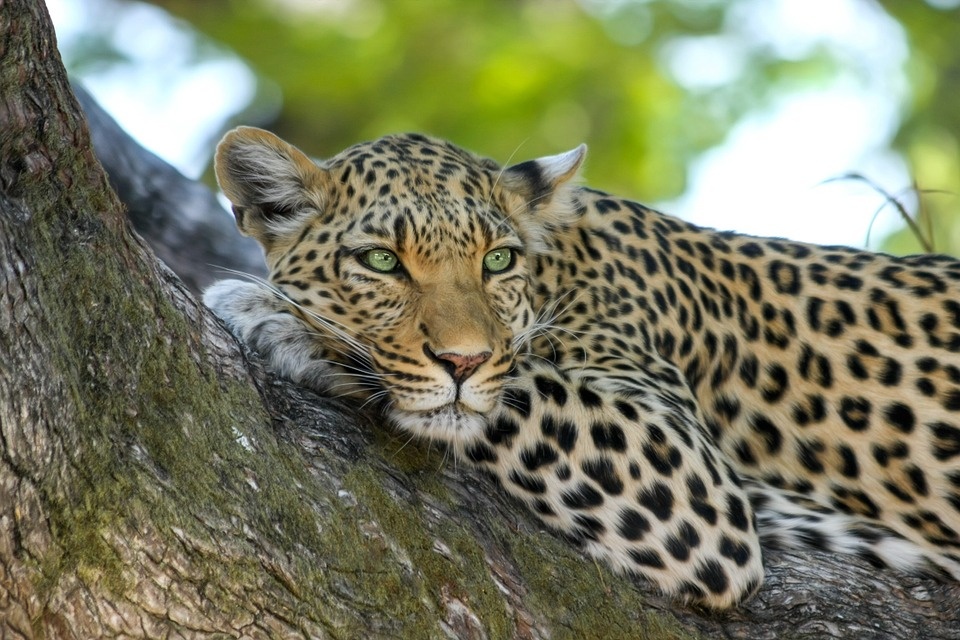 maasai_mara_-_spc_levhart_960