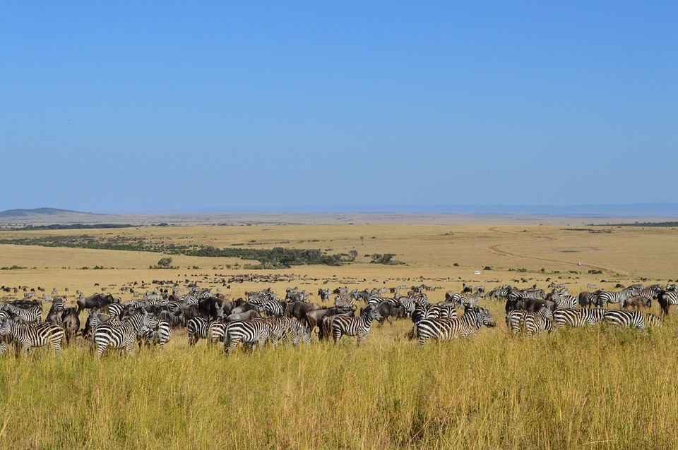 maasai_mara_-_zebry_960