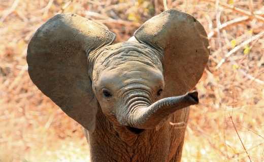 mal_smjc_se_slun_na_africk_safari_520