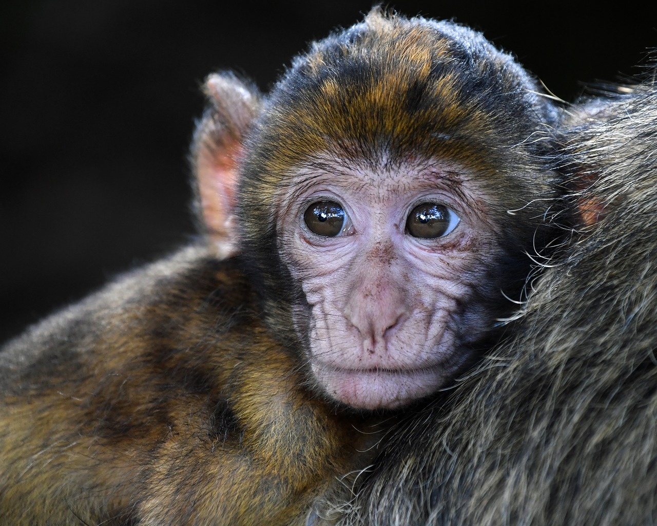 monkey-2790452_1280_1280