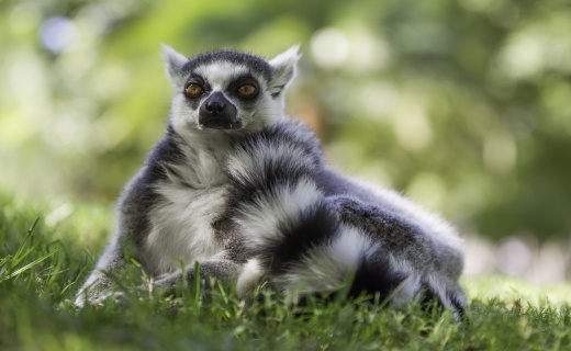 my_lemur_na_africk_safari_520