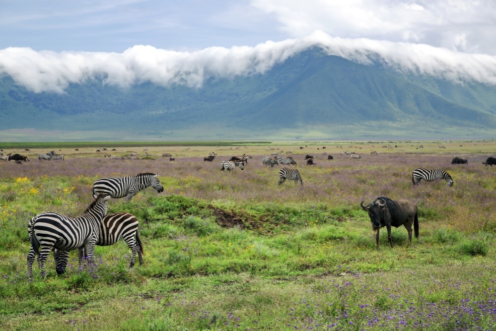 ngorongoro_1._1000