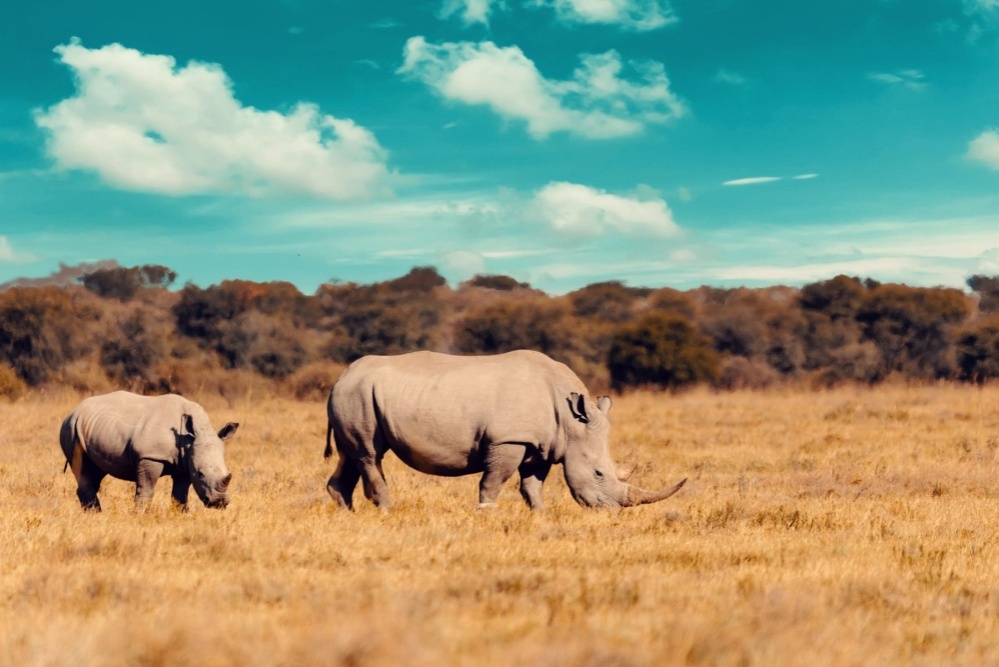 Nosorožci na pláních namibijské safari