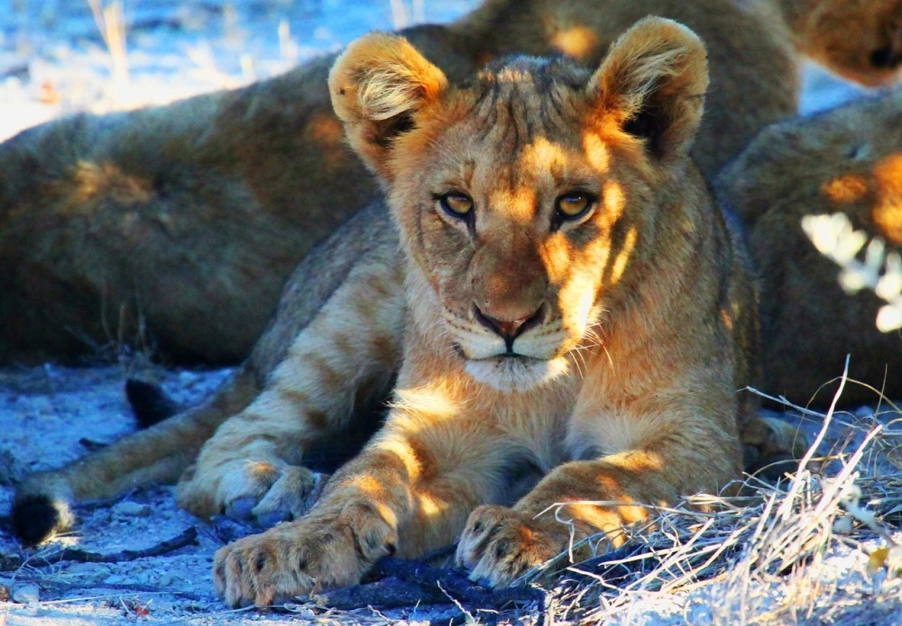 odpo269vajc_mld283_lva_na_safari_v_namibii_1000